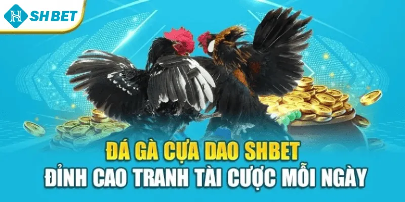 Đá Gà Cựa Dao Shbet – Đỉnh Cao Tranh Tài Cược Mỗi Ngày